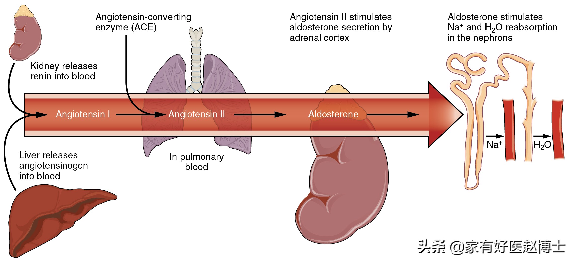 减缓血管老化做好以下几点,老人血管老化可以吃安宫牛黄丸吗