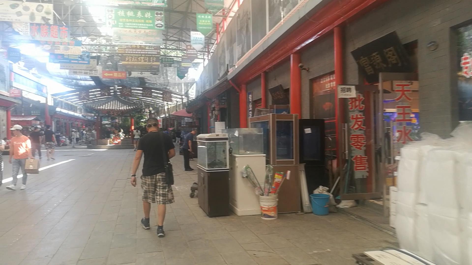 2020年北京观赏鱼批发市场夜市,观赏鱼夜市北京