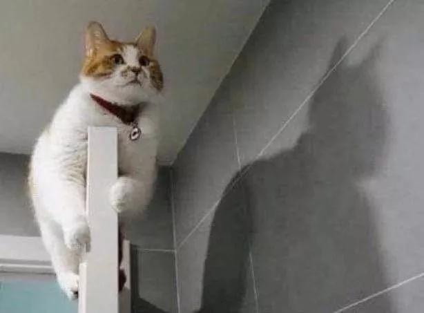 中国最低调的选手,中国最低调的男配角