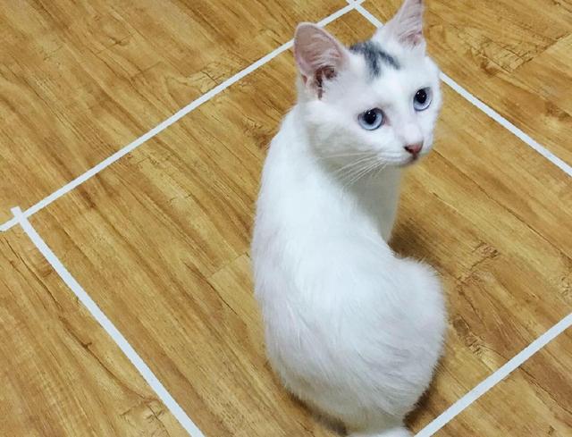 芝士为什么能顶住猫,最近网上说一片芝士就能封印猫咪