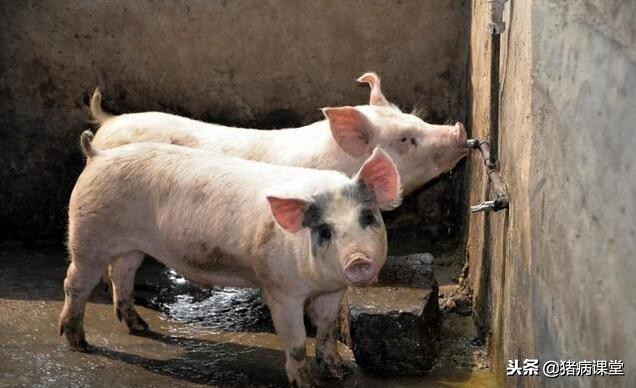 仔猪感染猪瘟的症状,猪传染性胸膜肺炎和猪瘟的区别