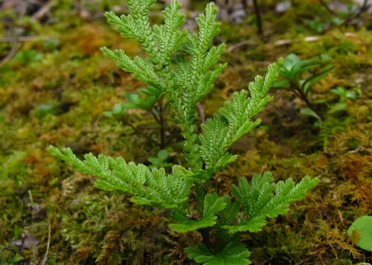 圣迪妮尔芙蓉霜正确的使用方法,圣迪妮尔芙蓉霜适合什么肤质