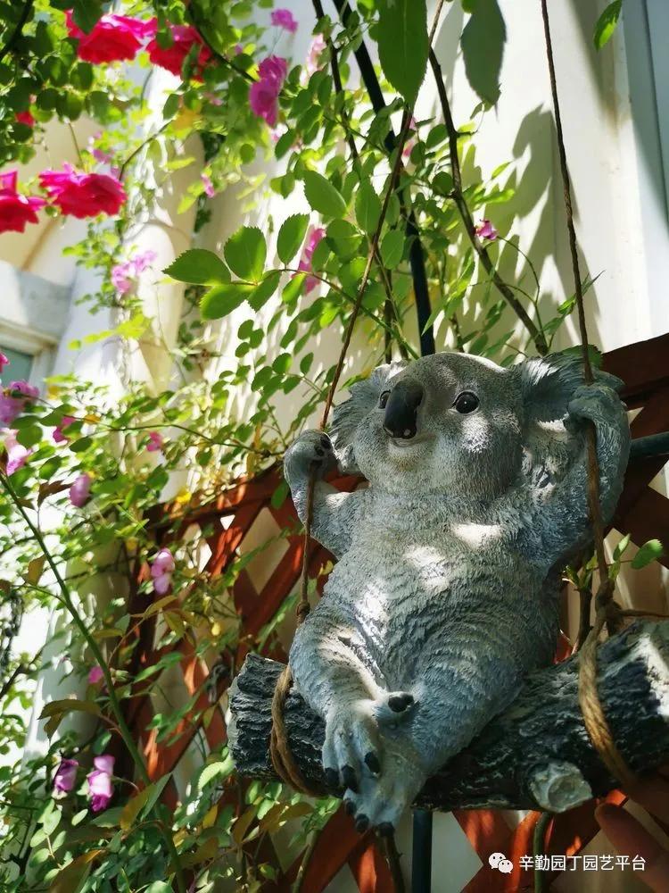 （2021）园丁奖阳台组《008号》星星的花园