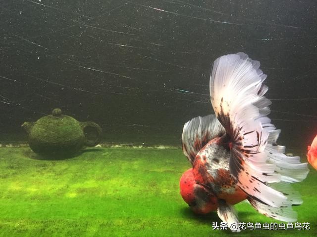 鱼缸里常见的藻类有哪些,鱼缸中藻类有哪些