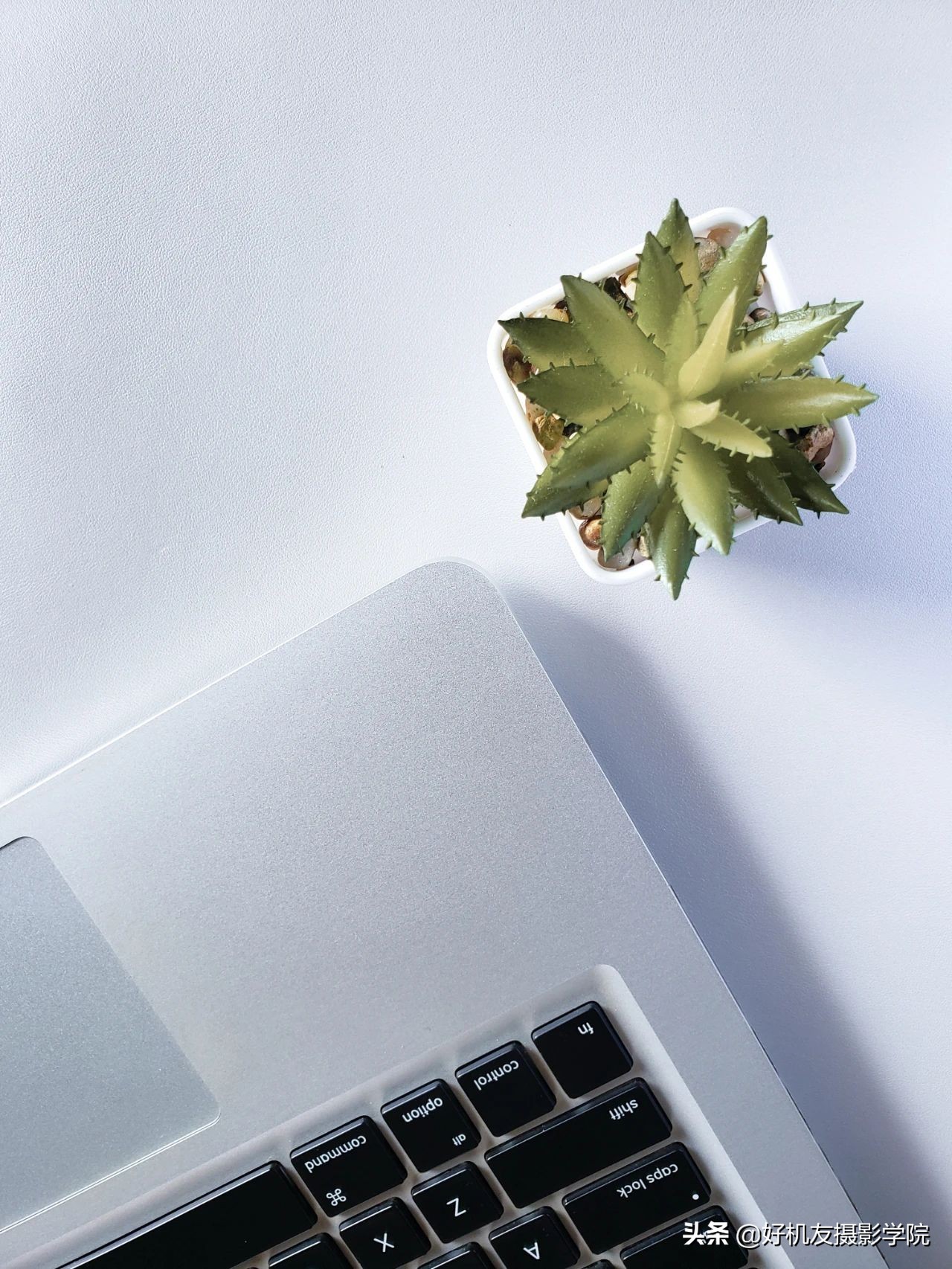 十五种最漂亮的多肉,15种好看的多肉