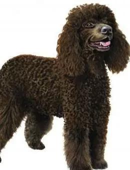 每日一狗阿拉斯加犬视频,爱尔兰水猎犬品种大全