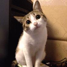 7大航空公司猫咪托运攻略,猫咪托运航空箱需要准备什么