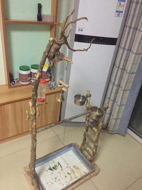 养鹦鹉和养观赏鸟哪个好,观赏鸟养殖的现状及前景