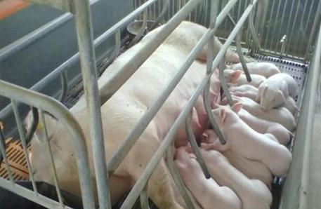 母猪产仔不理想，咋回事？老兽医总结了这5点，值得养殖户一看