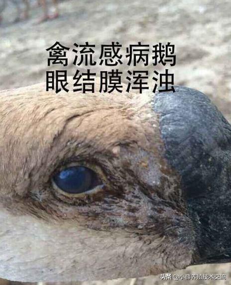 养殖小鹅生病怎么处理,小白鹅怎么养殖专业术语