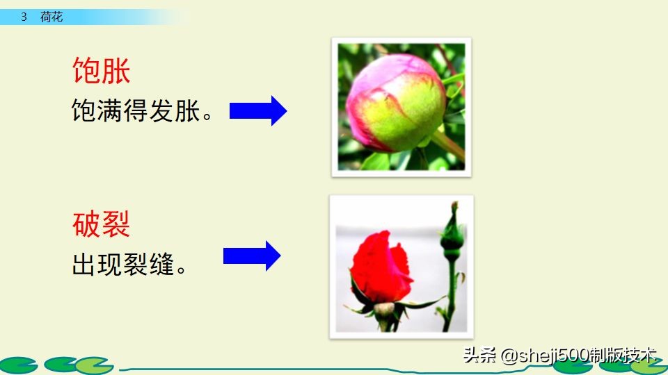 部编版三年级下册语文3荷花讲解,三年级下册部编语文荷花教学视频