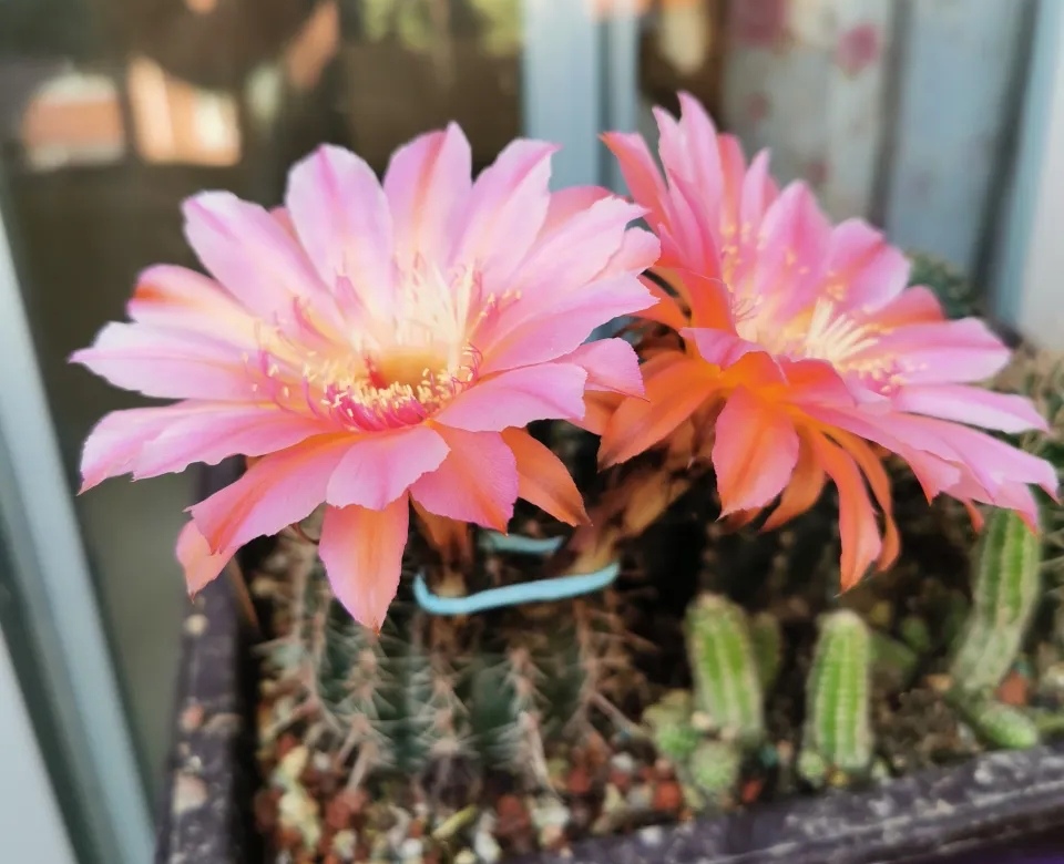 怎么养好仙人球才能开花,怎样养护仙人球才开花