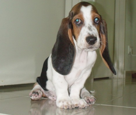 这几种高颜值狗狗你认识哪些,盘点最靠谱的狗狗看看你知道几种