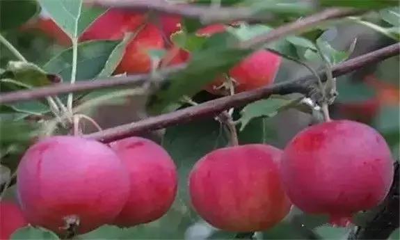 东北版满汉全席,原汁原味的满汉全席