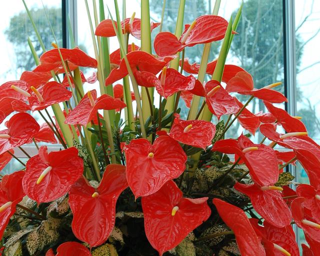 红掌不开花怎么修剪,红掌不开花怎么办施什么肥