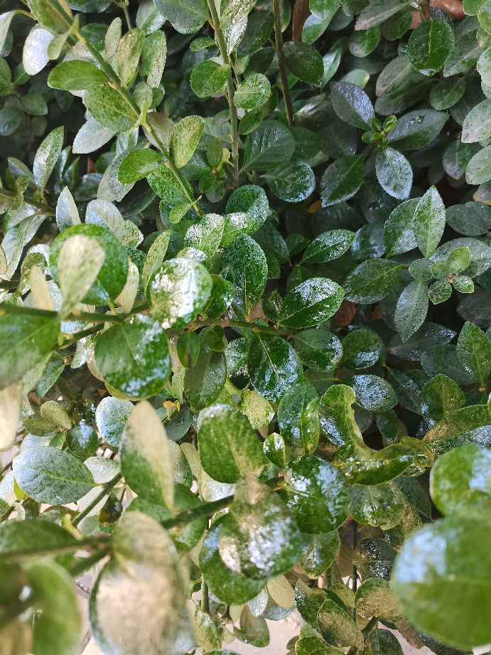 松大蚜防治药剂,松大蚜打药几小时能死掉