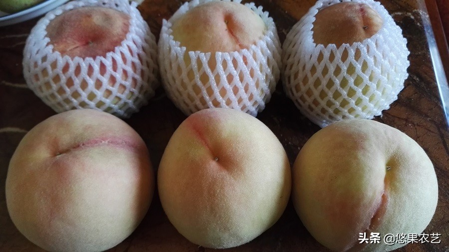 桃树的种植方法和管理,想种植果树去哪里咨询