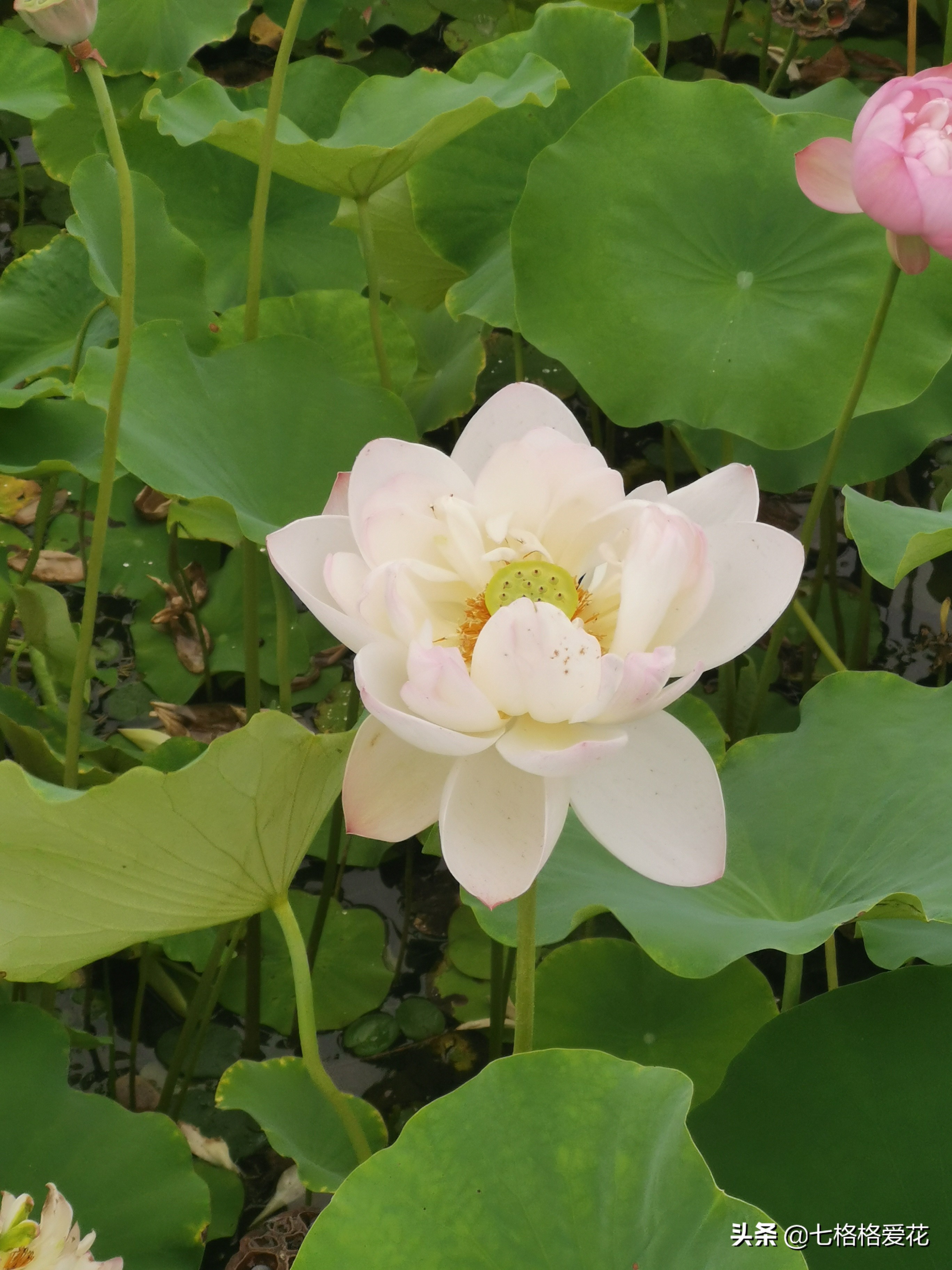 荷花年年开，看荷的人儿年年来，又闻荷花香