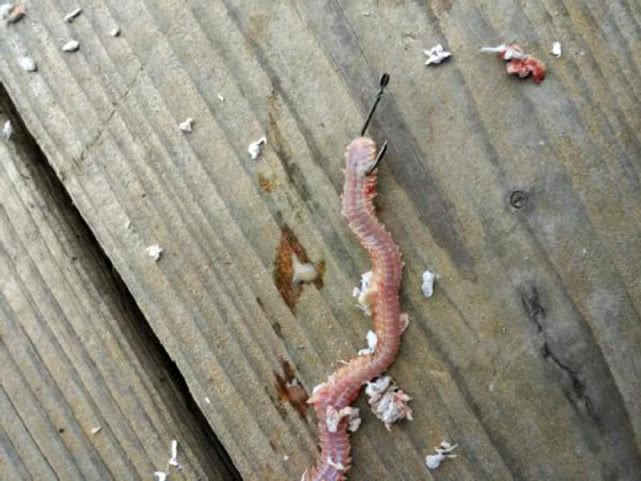 海边一种小不丁点大的泥猛鱼,刺得龇牙咧嘴,腹内有一股特殊的臭