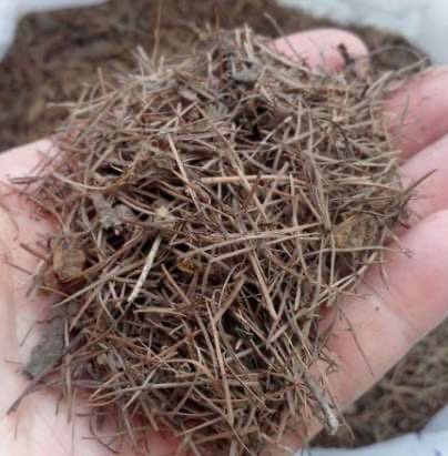 君子兰开花期叶子薄黄怎么养护,君子兰不开花应该怎么养才能开花