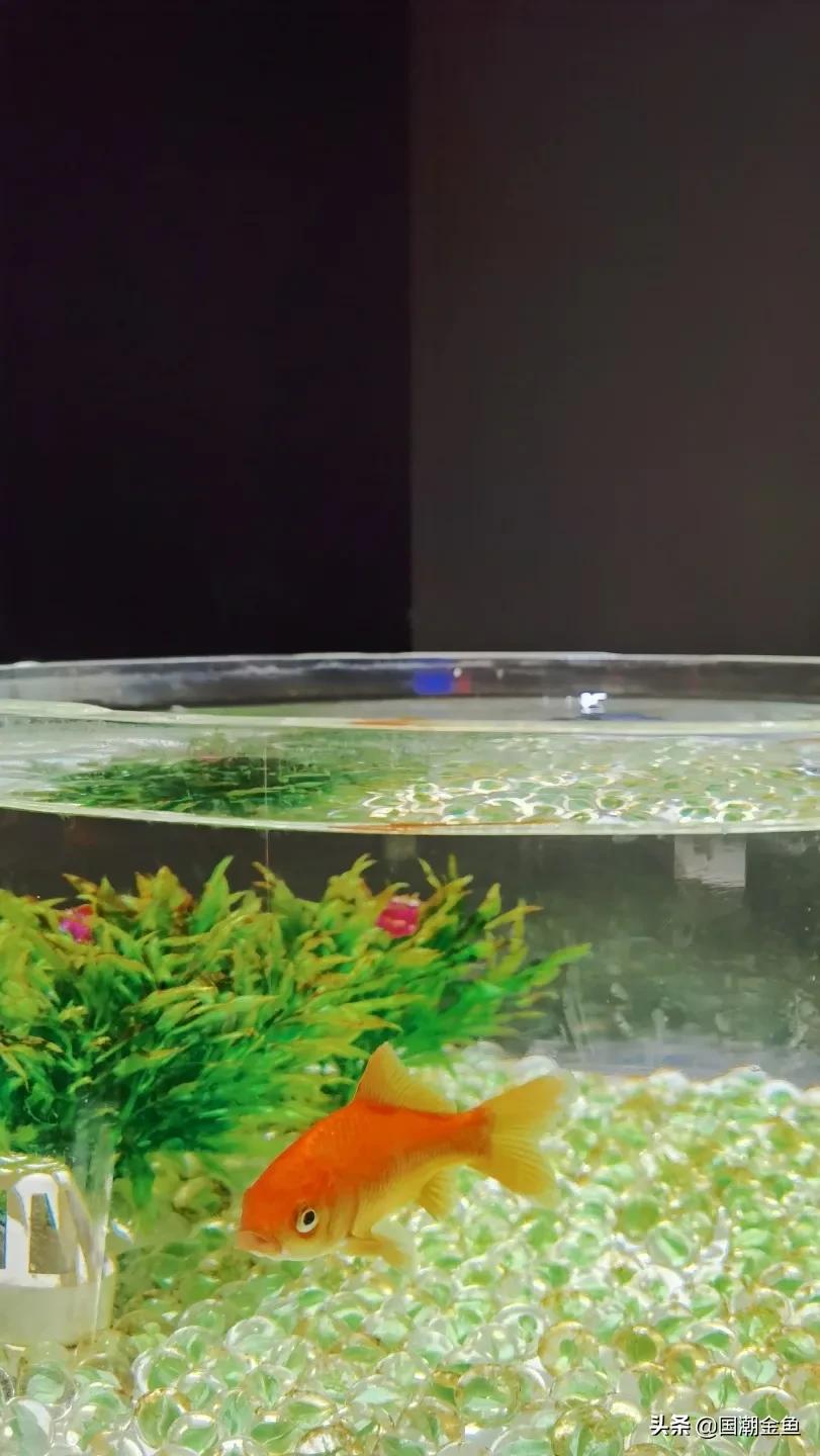 除夕“集五福”!五种福气满满的金鱼,祝您年年有余