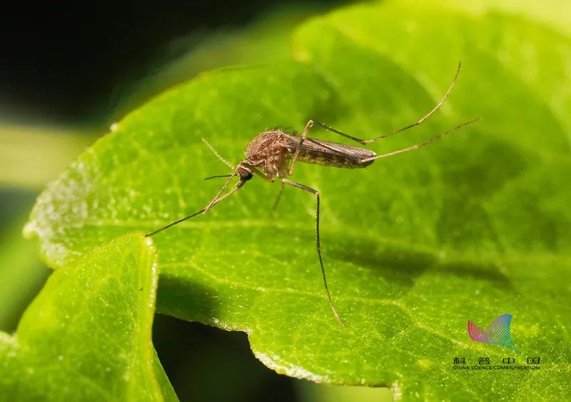 你知道蚊子为什么咬你不咬别人吗,蚊子为什么爱咬你看完你就知道了