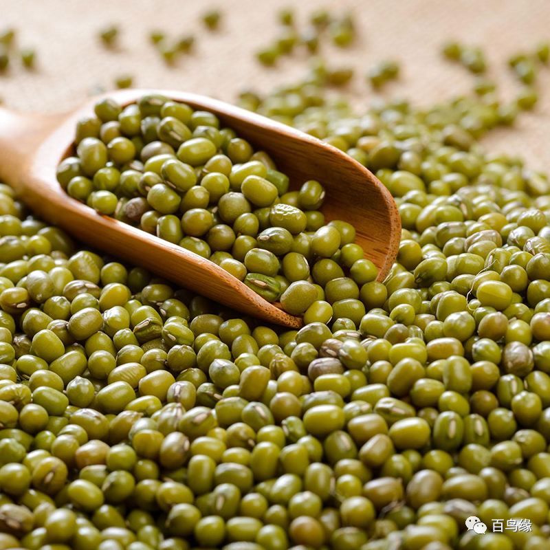 靛颏难养,养靛颏三要素