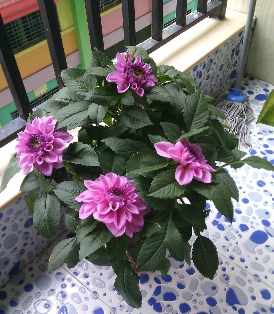 养大丽花的风水禁忌图片,养大丽花要多大的盆