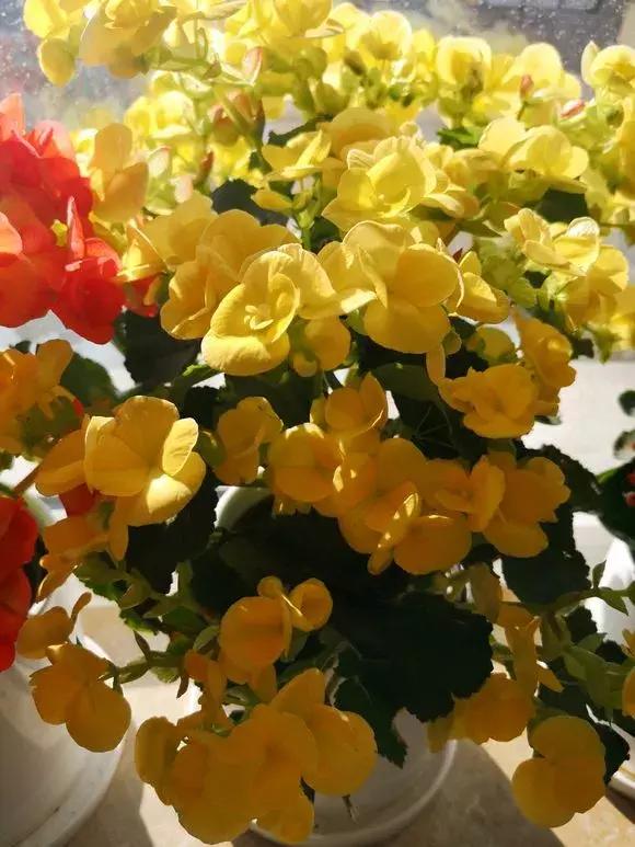 这6种花给点水就爆盆懒人必备,六种花千万别养