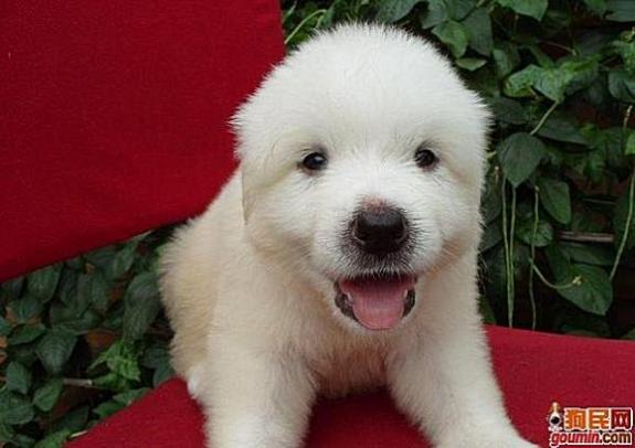 狗狗大全,送给喜欢狗的人）