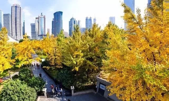 上海银杏叶打卡的地方,上海周边哪里有银杏叶