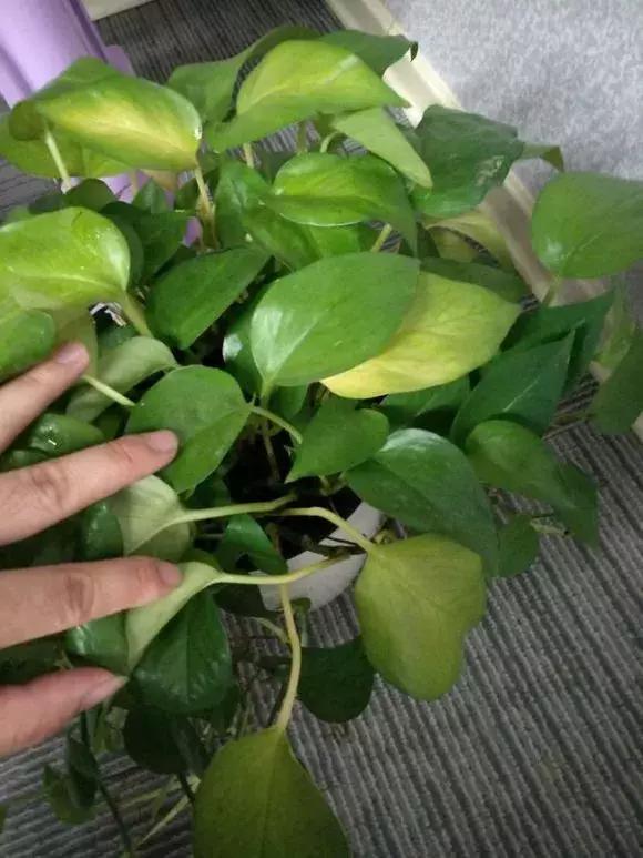 绿萝叶子烂解决方法,水培绿萝叶子开裂怎么办