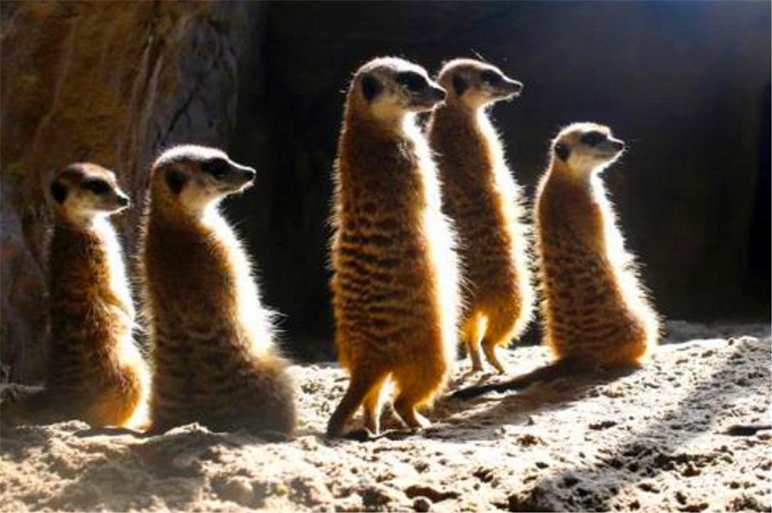 黄鼠狼全身是宝为何无人敢养殖,黄鼠狼浑身都是宝为何无人养殖