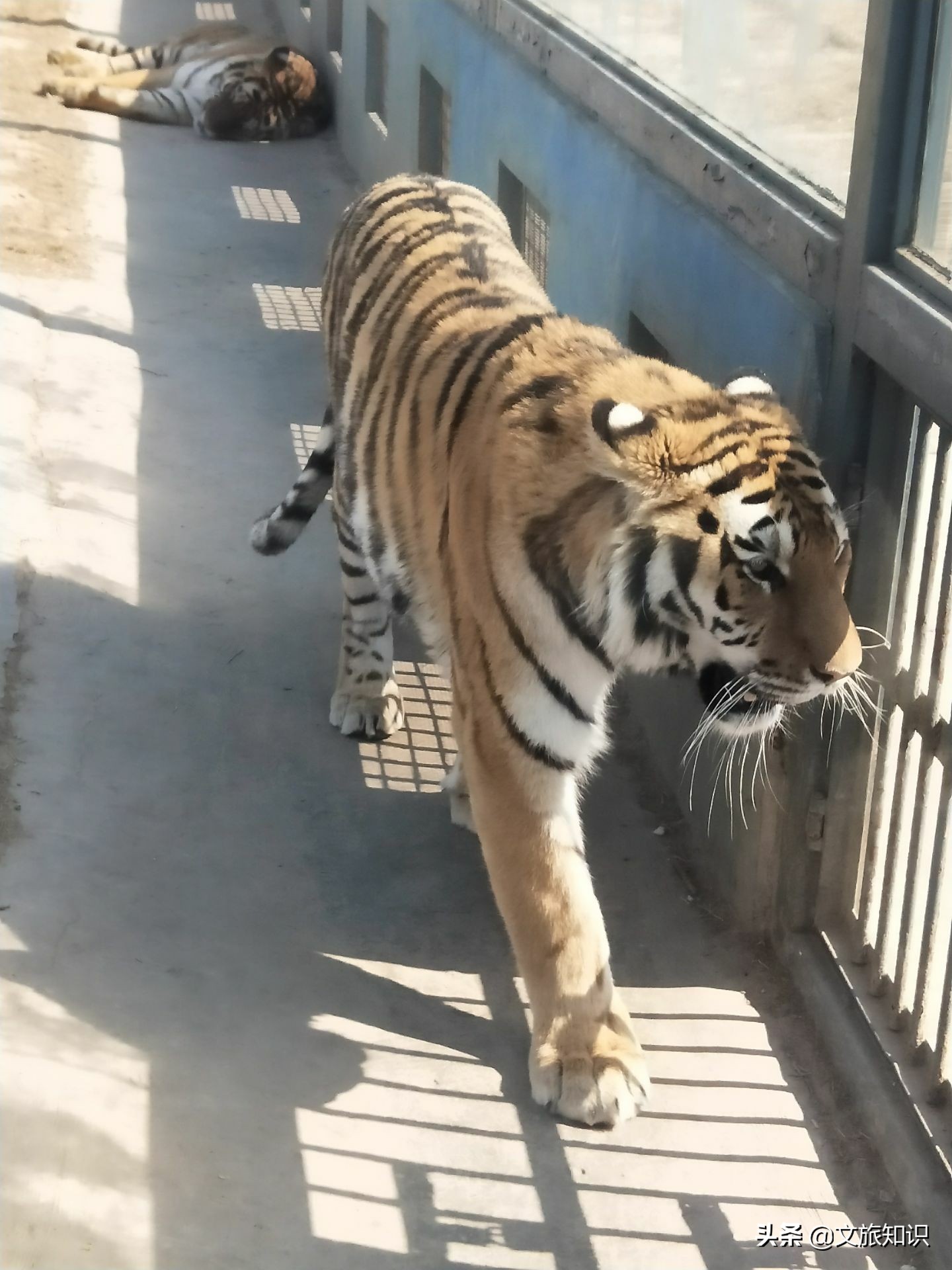 山东德州动植物园旅游区,德州市动植物园视频
