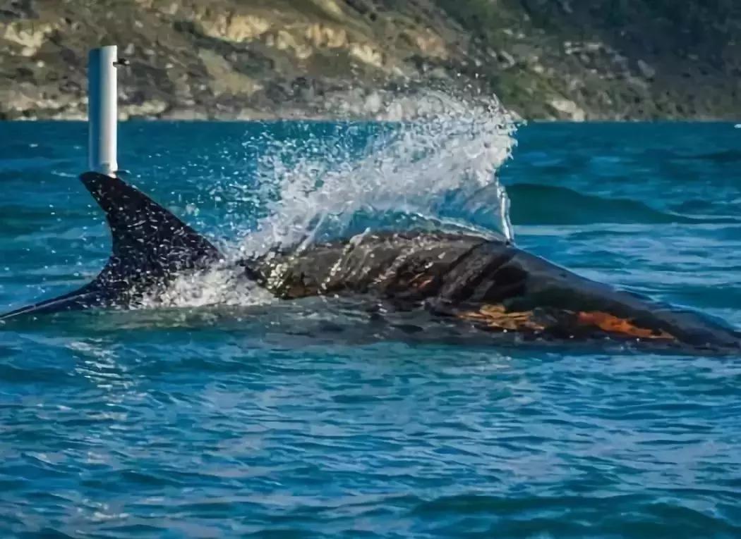 有着绝美迷人的“容颜”，却充满让*欲人**罢不能的速度野性与激情