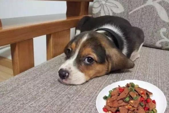 狗狗千万不能常吃鸡肝,狗狗长期食用鸡肝