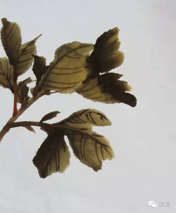 张克申写意牡丹画法教程,邵丹写意牡丹各阶段画法