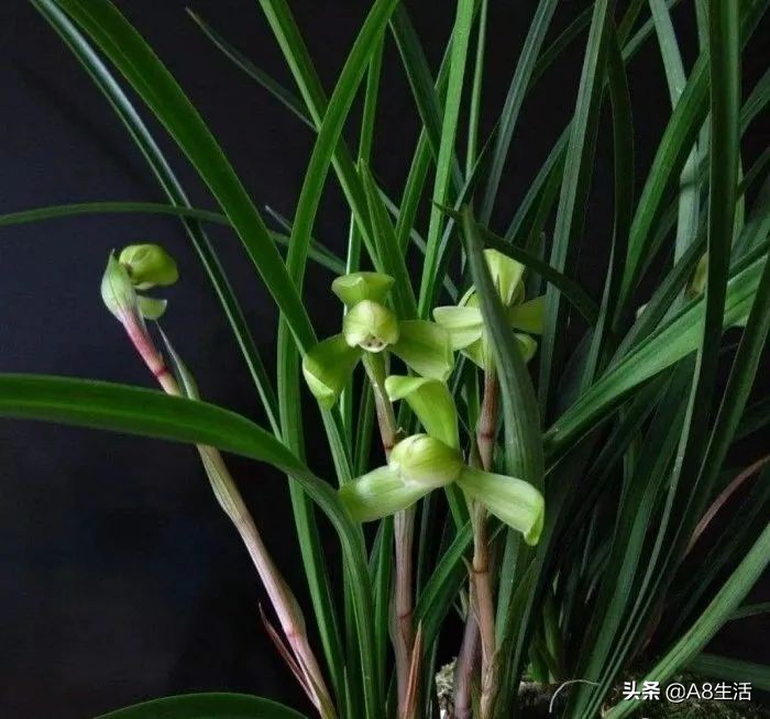 汪字兰花历史,汪姓文化传承