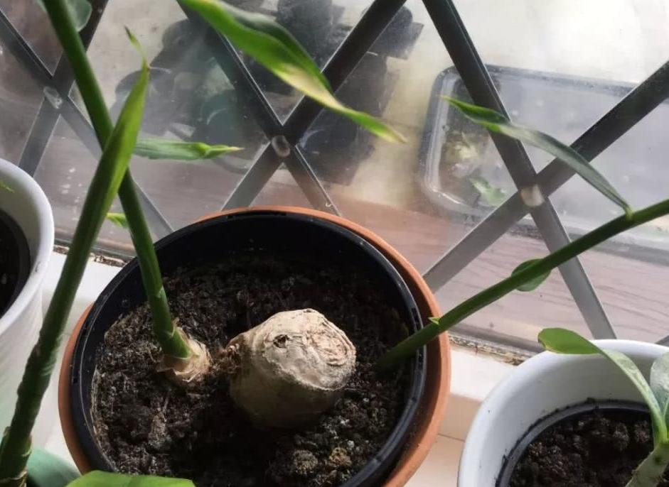 生姜成长记第二季,生姜成长过程步骤图