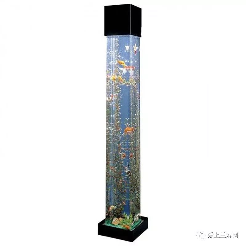 鱼缸五十种鱼,家庭鱼缸养什么鱼更容易存活