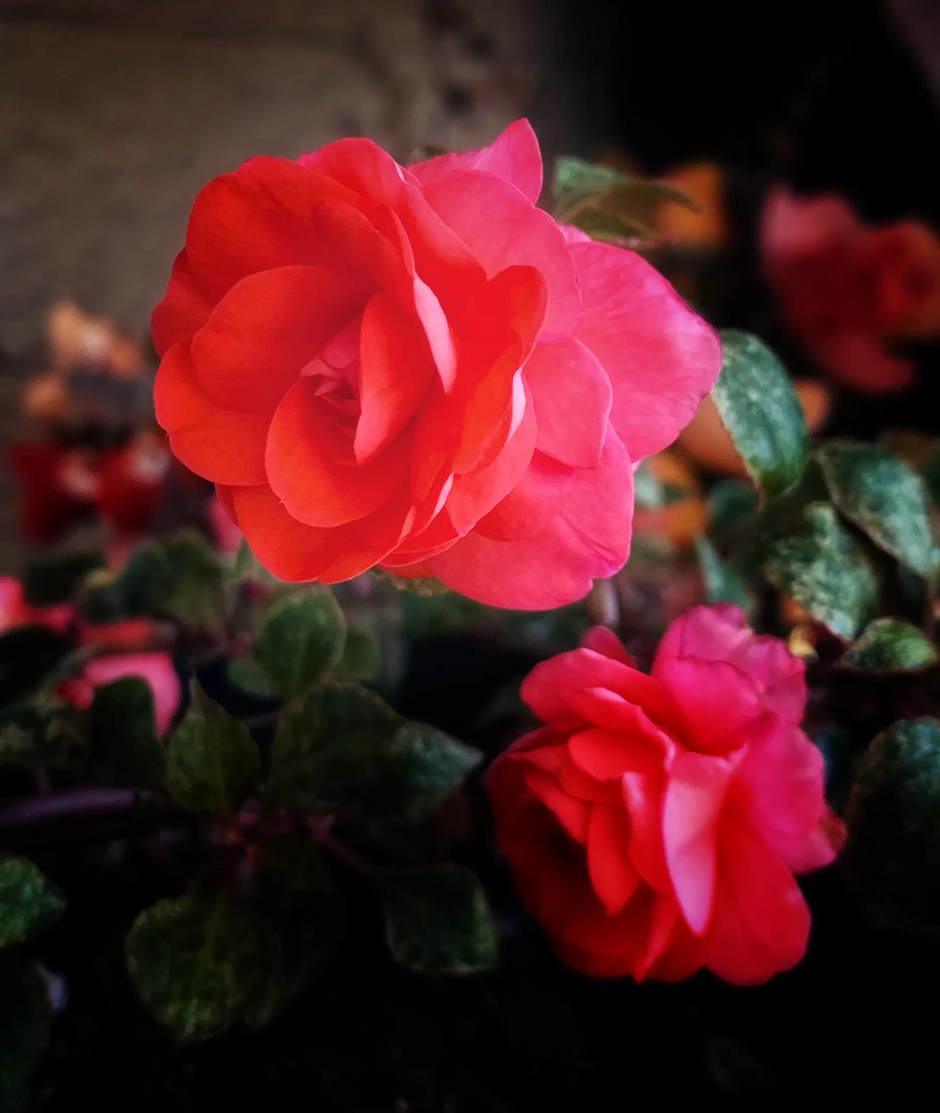 冬日里的鲜花依然盛开,冬日里盛开的第一朵鲜花