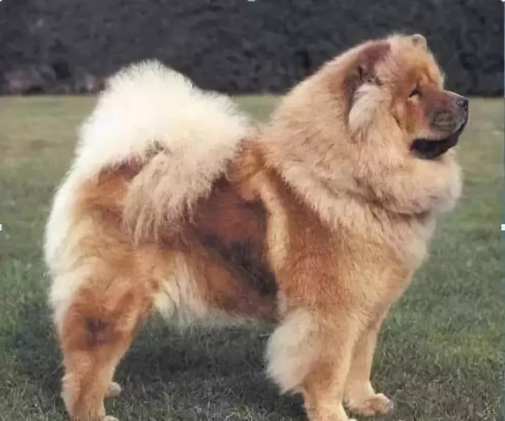 中国本土最古老的犬种之一,最古老的犬种是什么