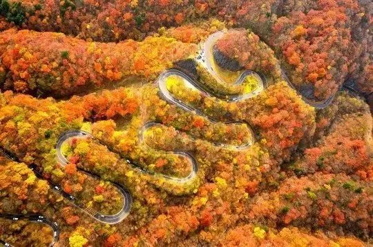 做个‘追枫少女’领略红叶之美！