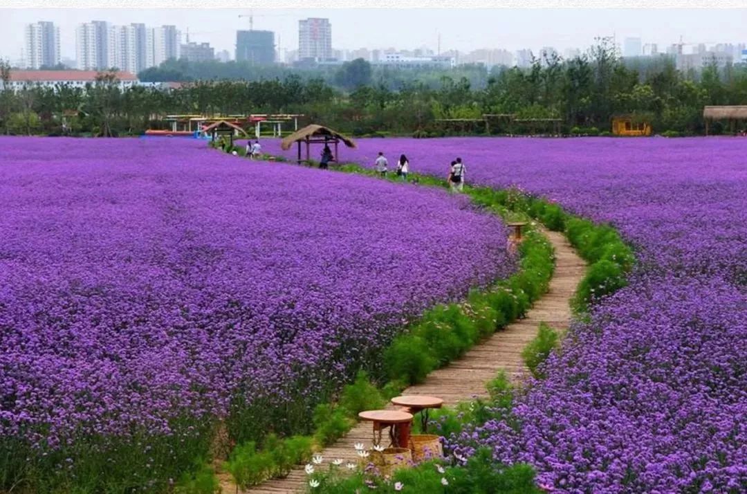 东莞麻涌美丽田园,东莞麻涌田园生活