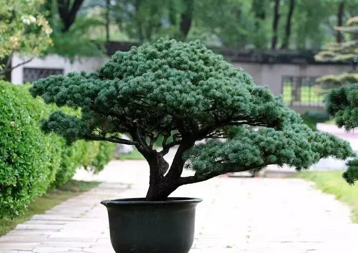 园林花卉学知识点,园林花卉学第三版知识点