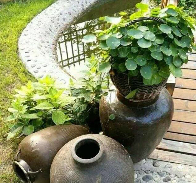 废弃水缸多肉植物造景,坛子种碗莲怎么种好看