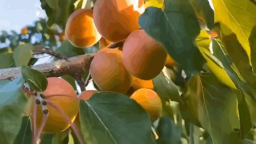 很好看的国货品牌,好吃的国货良心推荐