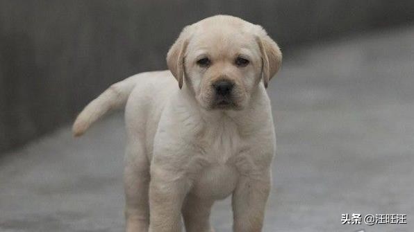 神犬小七拍摄为什么选择拉布拉多,神犬小七拉布拉多适合儿童饲养