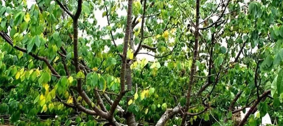 小樱桃树黄叶怎么回事,大樱桃幼树黄叶