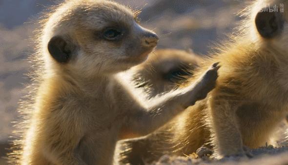 bbc纪录片最值得看的,bbc神级纪录片豆瓣评分超9
